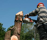 Tree Removal